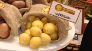 Картофель Бернина
