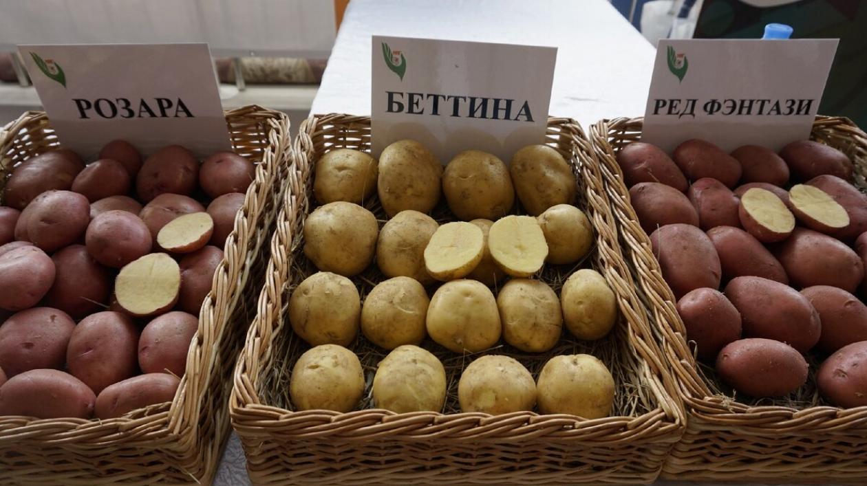 Картофель Беттина