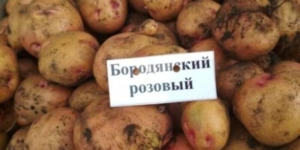 Картофель Бородянский розовый