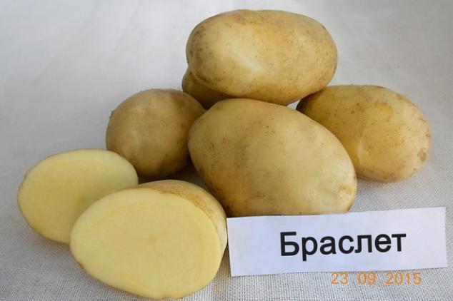 Картофель Браслет