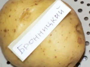 Картофель Бронницкий