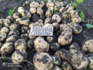 Картофель Былина