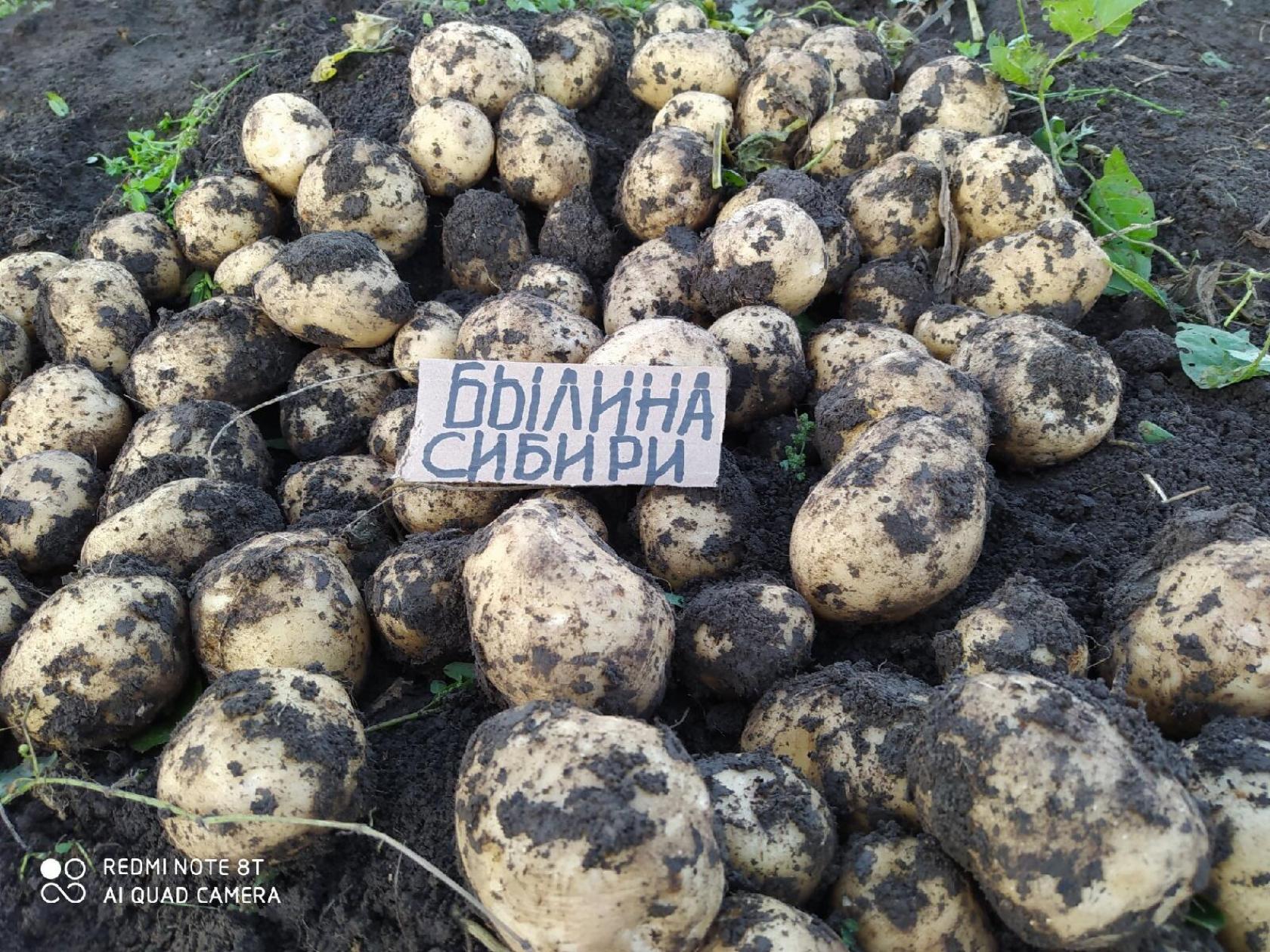 Картофель Былина