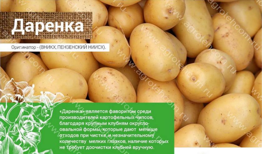 Картофель Даренка