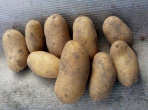 Картофель Десятка