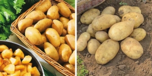 Картофель Джулия