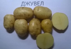 Картофель Джувел