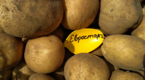 Картофель Евростарч