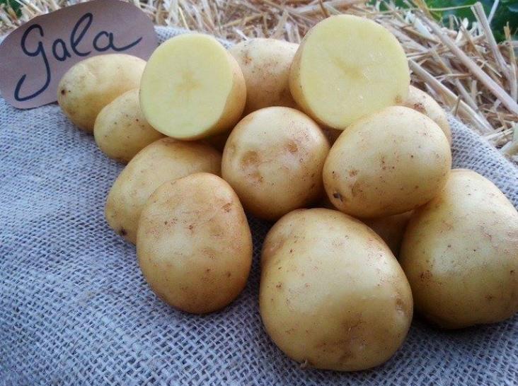 Картофель Гала 2