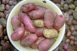Картофель Галактика