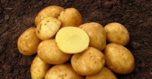 Картофель Галина