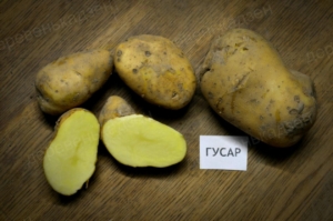 Картофель Гусар