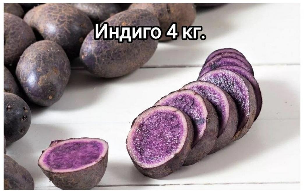 Картофель Индиго 2