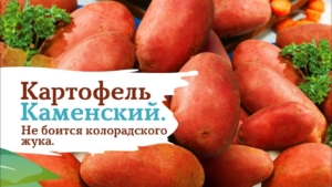 Картофель Каменский