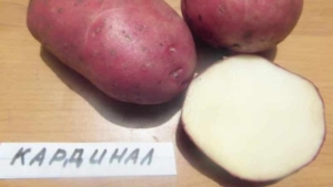 Картофель Кардинал