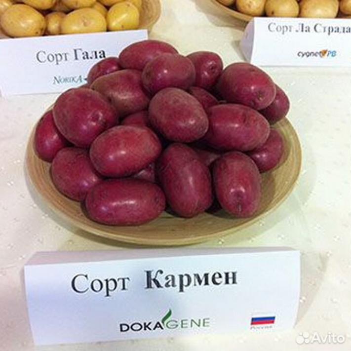 Картофель Кармен 2
