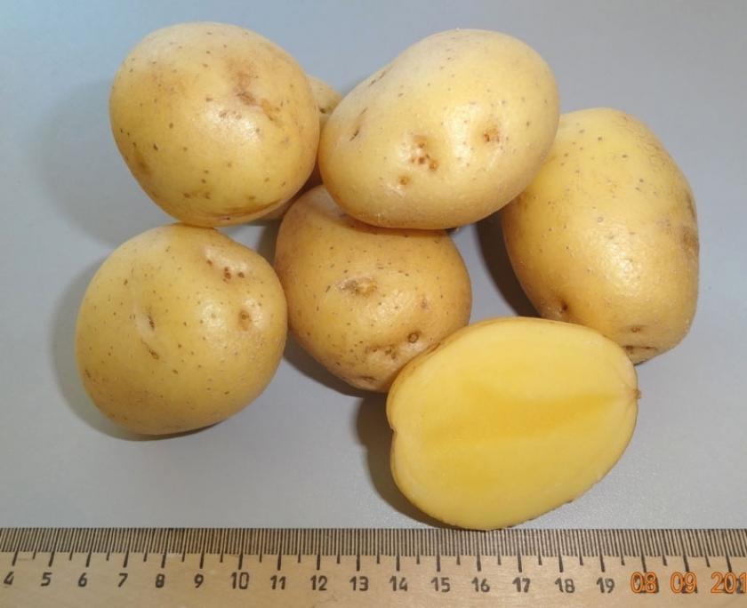 Картофель Казачок