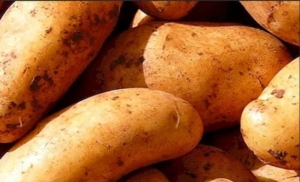 Картофель Киранда