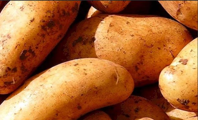 Картофель Киранда