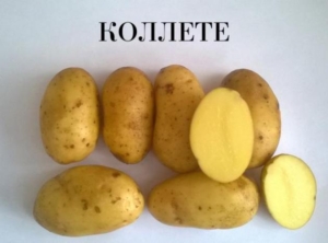 Картофель Колетте