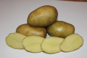 Картофель Командор