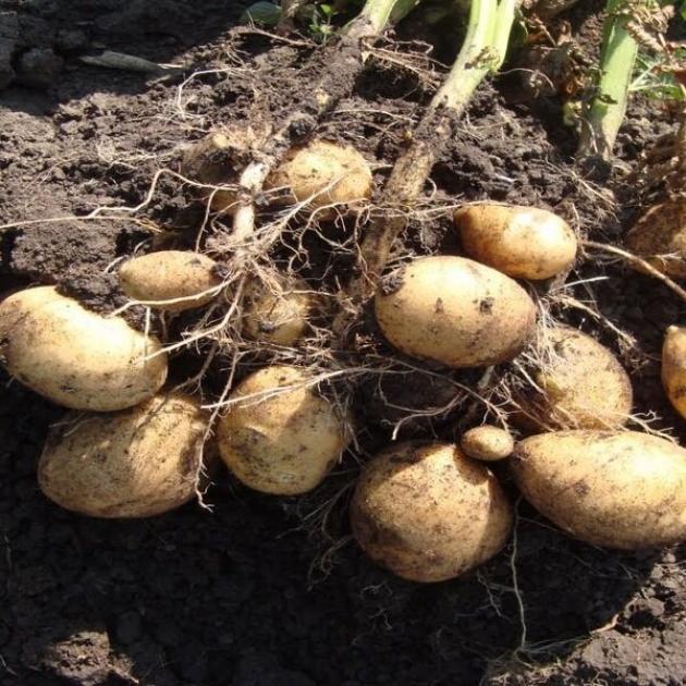 Картофель Конкурент 2