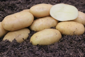 Картофель Конкурент