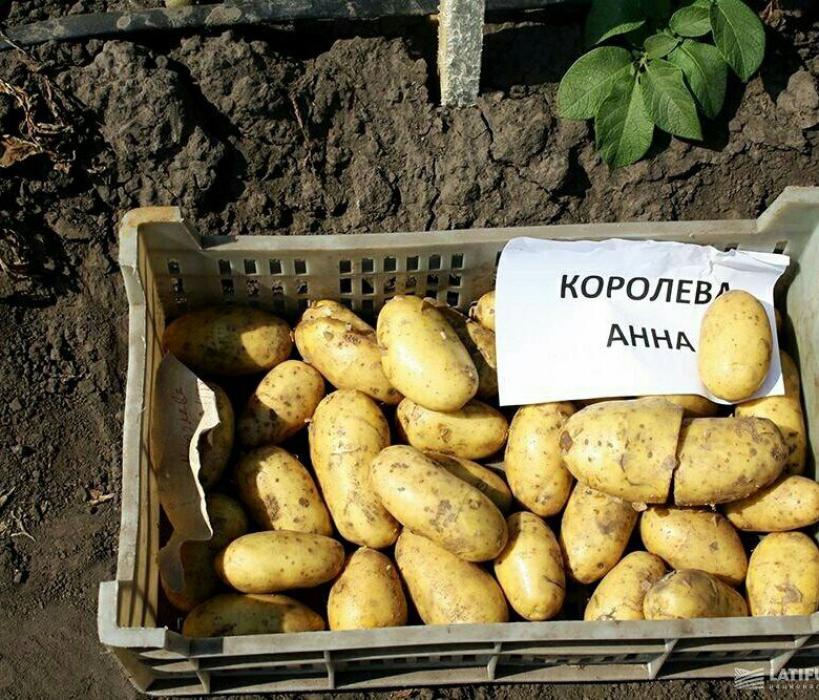 Картофель Королева Анна
