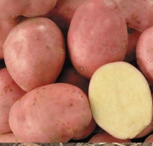 Картофель Кумач