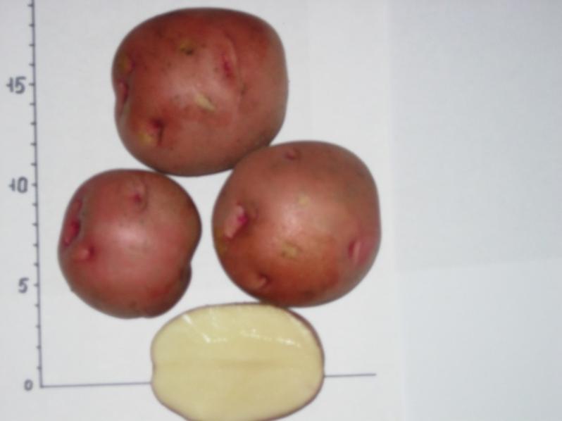 Картофель Кузнечанка