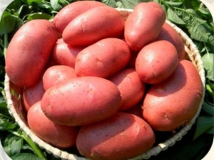 Картофель Лабелла