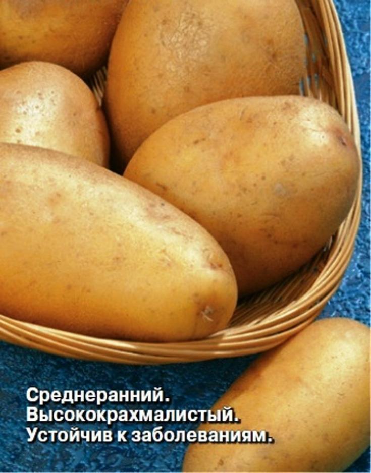 Картофель Лада