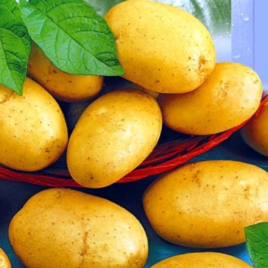 Картофель Лакомка