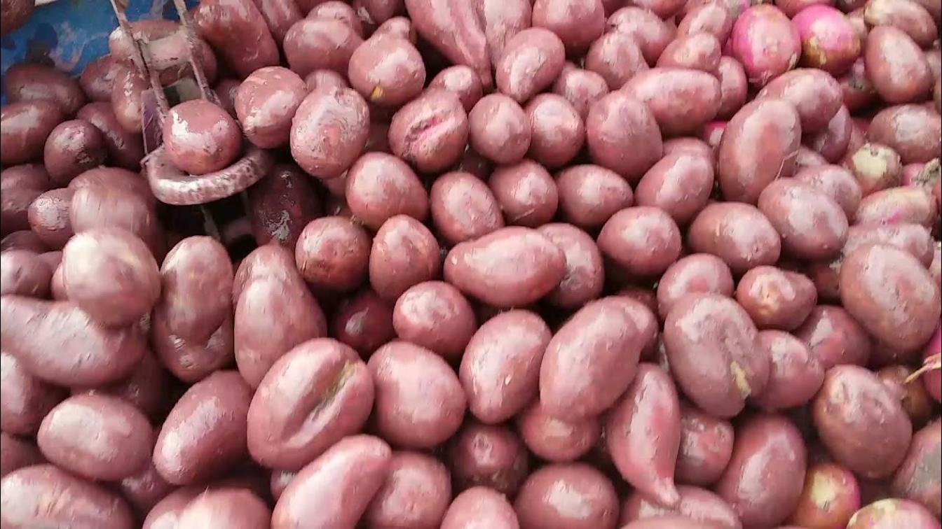 Картофель Лаура 2