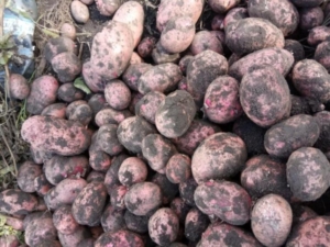 Картофель Лаура