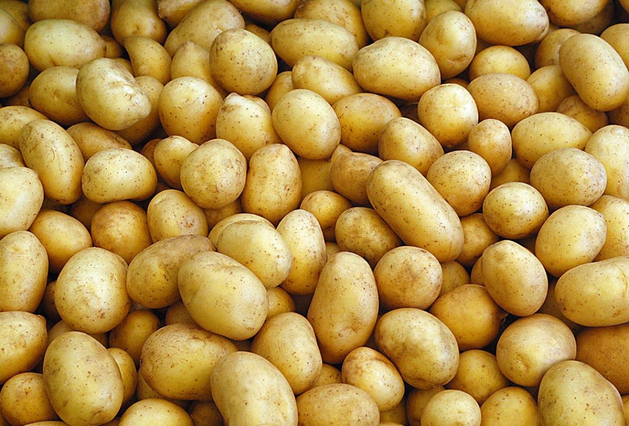 Картофель Леди Анна
