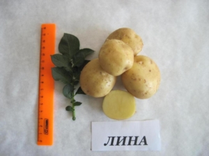 Картофель Лина