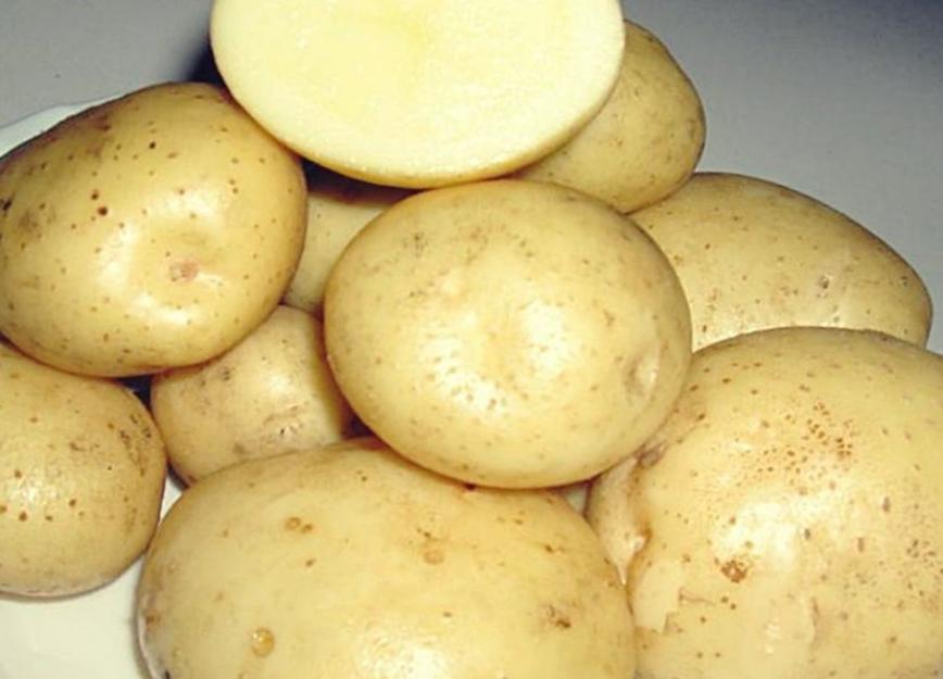 Картофель Лошицкий