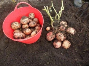 Картофель Луговской
