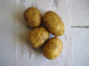 Картофель Маделина