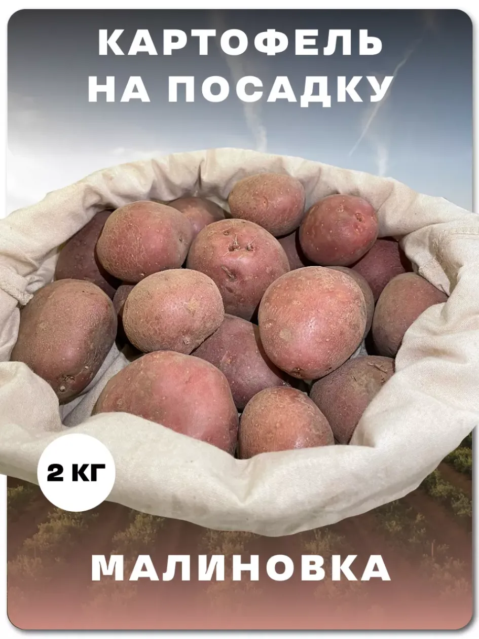 Картофель Малиновка
