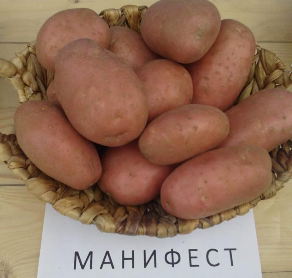 Картофель Манифест 2