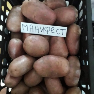 Картофель Манифест