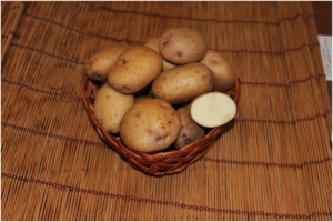 Картофель Маша