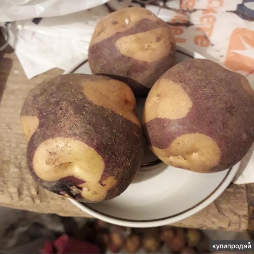Картофель Маскарад 2