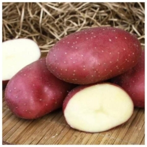 Картофель Маяк