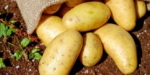 Вопрос про Картофель Миа