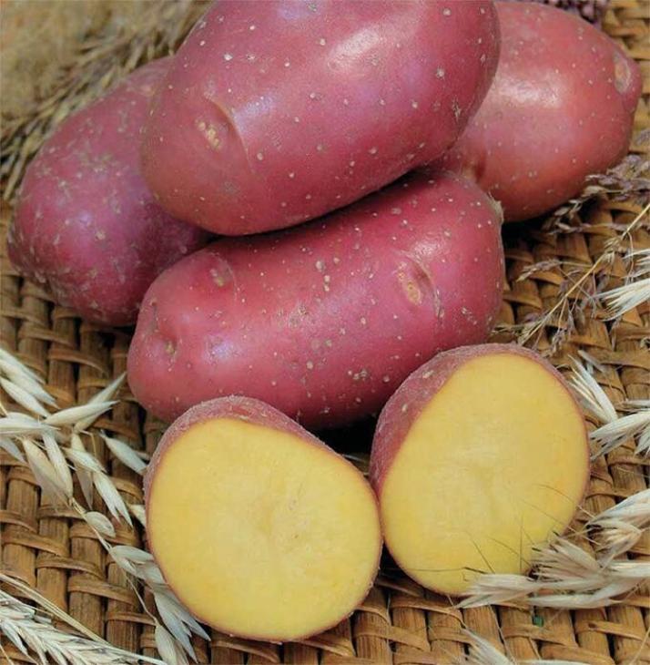 Картофель Мираж 3