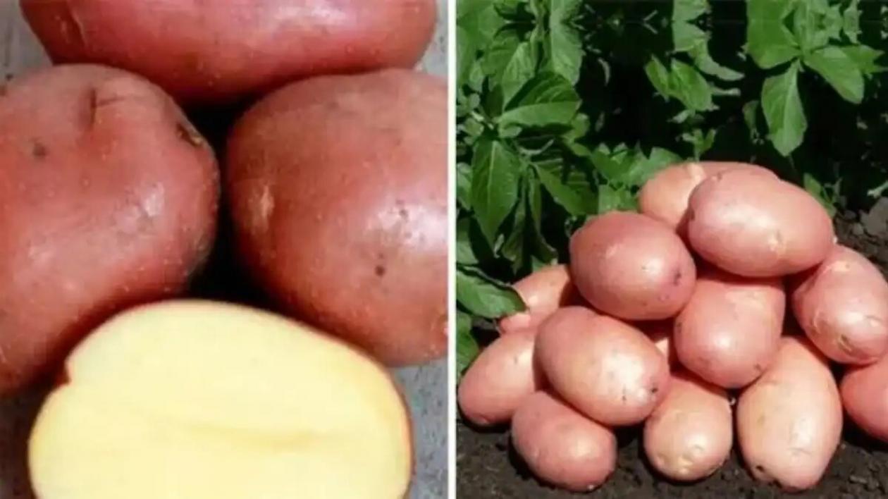 Картофель Мишка