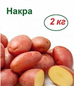 Картофель Накра
